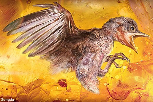 phat hien kinh ngac ve xac con chim 100 trieu nam tuoi trong ho phach