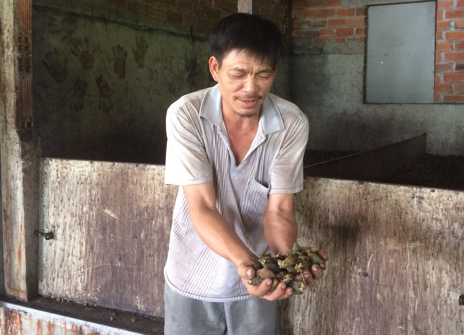  Một nhân công đang khoe sản phẩm cau sấy.