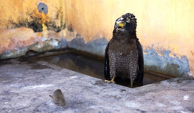 Tay Ninh: Cuu ho mot ca the dieu hoa Mien Dien quy hiem hinh anh 1